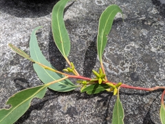 Eucalyptus alaticaulis