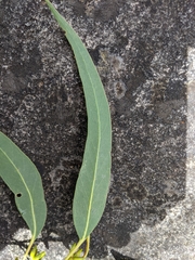 Eucalyptus alaticaulis