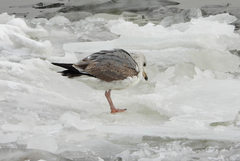 Larus argentatus