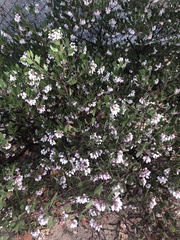 Arctostaphylos pungens