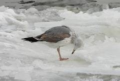 Larus argentatus