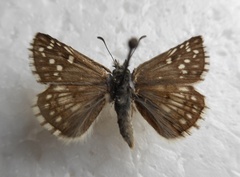 Pyrgus sidae