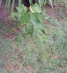 Sidastrum paniculatum