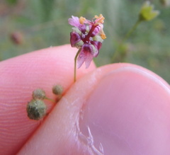 Sidastrum paniculatum