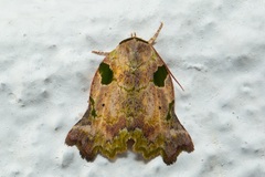 Tortriciforma chloroplaga