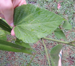 Sidastrum paniculatum
