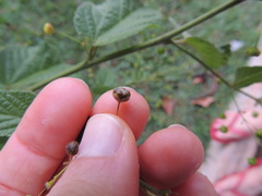 Sidastrum paniculatum