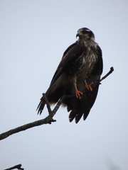 Rostrhamus sociabilis