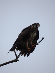 Rostrhamus sociabilis