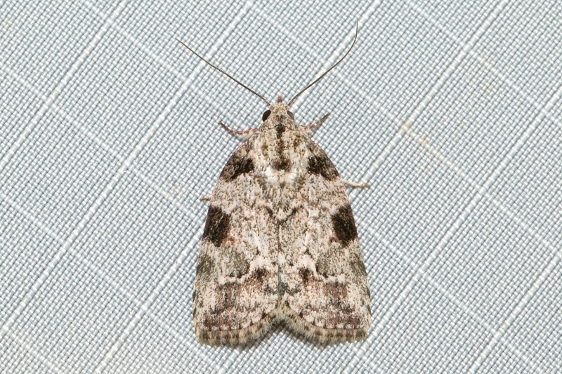Etanna pallibrunnea