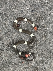 Pseudoleptodeira latifasciata