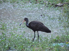 Aramus guarauna