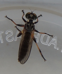 Asilidae