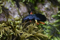 Carabus galicianus