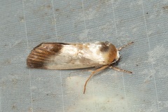 Westermannia triangularis