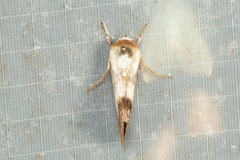 Westermannia triangularis