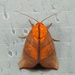 Xenochroa biviata - Photo (c) dhfischer,  זכויות יוצרים חלקיות (CC BY-NC), הועלה על ידי dhfischer