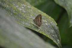 Cissia myncea