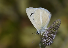 Polyommatus wagneri