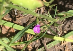 Dicliptera peduncularis