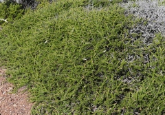 Adenostoma fasciculatum prostratum