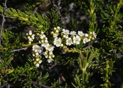 Adenostoma fasciculatum prostratum