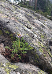 Erigeron pinnatisectus