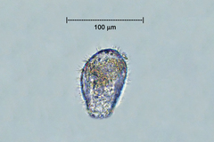 Euglypha