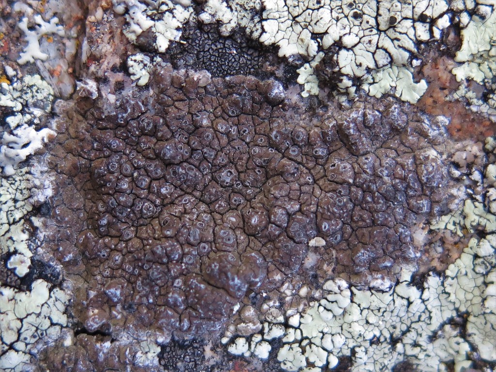 Diploschistes aeneus