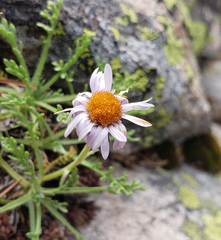 Erigeron pinnatisectus