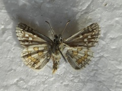 Pyrgus sidae