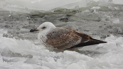 Larus argentatus