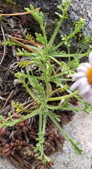 Erigeron pinnatisectus
