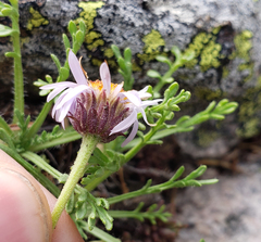 Erigeron pinnatisectus