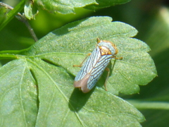 Oncometopia nigricans