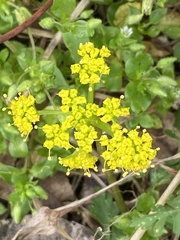 Tauschia texana