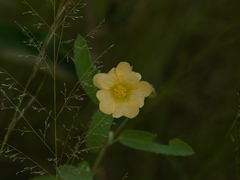 Sida chrysantha