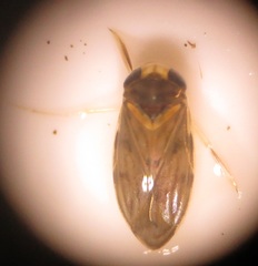 Nepomorpha