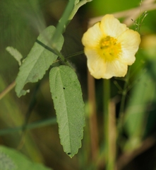 Sida chrysantha