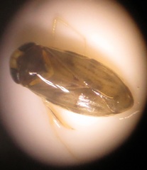 Nepomorpha