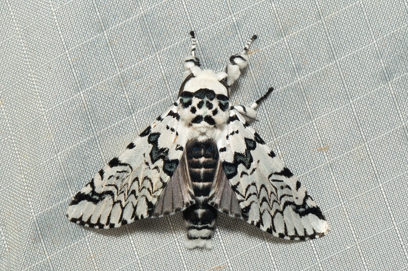 Neocerura liturata