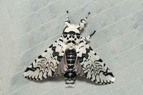 Neocerura liturata (Walker, 1855)