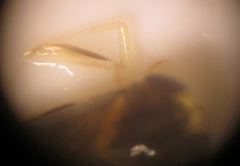 Nepomorpha