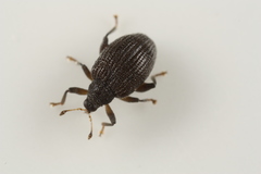 Orchestes pallicornis