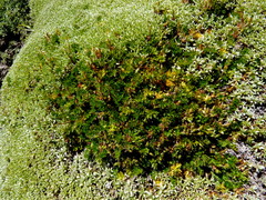 Chaerophyllum colensoi