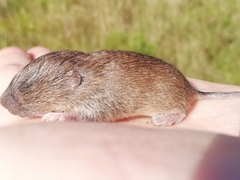 Microtus lusitanicus