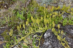 Phlegmariurus saururus