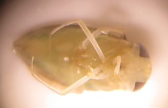 Nepomorpha