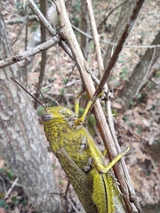 Anacridium aegyptium