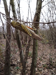 Anacridium aegyptium